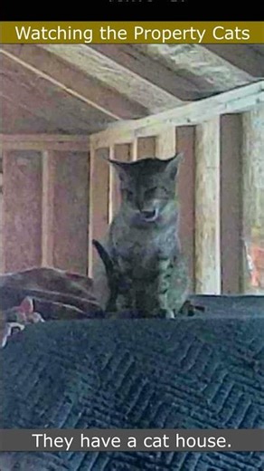 Watching the Property Cats 15 #homestead #retiredlife #cutecat #cats #kitten #countrylife