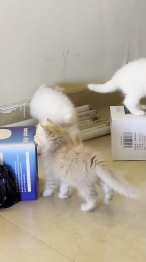 Cute Kittens Compilation: Adorable Kitties & Playful Moments