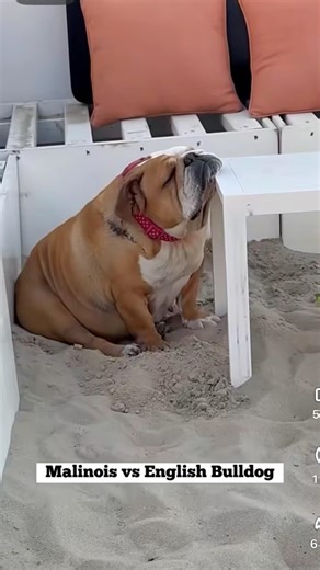 What is the best dog breed for you #dogshorts #dogbreed #dog #viraldog