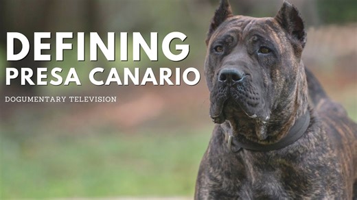 The presa canario revealed: A fascinating adventure