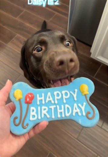 HAPPY BIRTHDAY TO DAISY!! 🥳 It’s hard to believe she’s already 2! She had a great day filled with treats and new toys! ❤️ #birthday #dog #treat #cute #dogsoftiktok