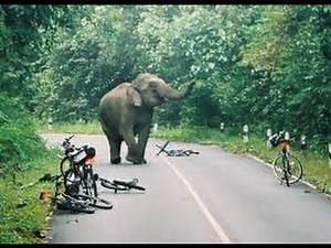 Elephant attack in human