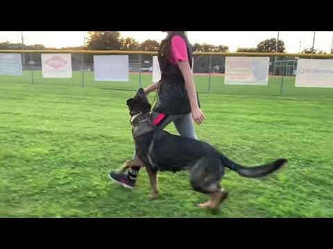 German Shepherd Obedience Training: Czech Import Cheyenne z Pohranic