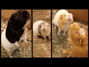 Funny guinea pig noises