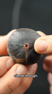 412K views · 3.6K reactions | Fig pollination is so interesting - female wasps have to climb inside the fruit to pollinate it. | Steve Mould | Facebook