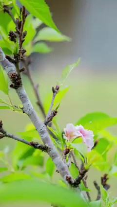 8K views · 63 reactions | Cherry blossom @ UWU | Uva Wellassa University | Facebook