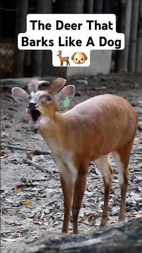 Muntjac: Tiny, Barking, Fanged Forest Deer 🦌🌳 #cuteanimals #wildlife #animals