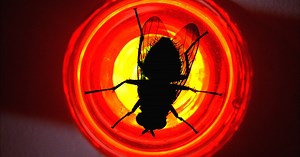 You're not fast enough to swat a fly. Here's why.
