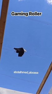 Gaming Roller Pigeon | Pigeon & pets Gallery