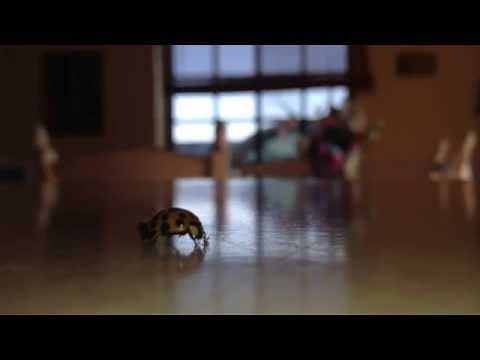 Voici comment éliminer les coccinelles ou bébites à patate