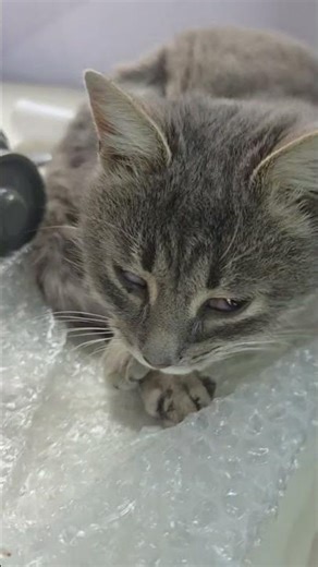 Chaos Cats Take Over the Sewing Studio 😭🐾