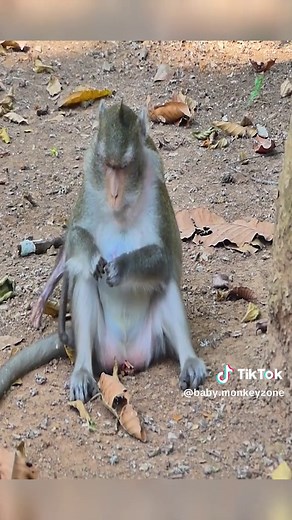 Heartbreaking Footage of a Poor Baby Monkey | Monkey Face