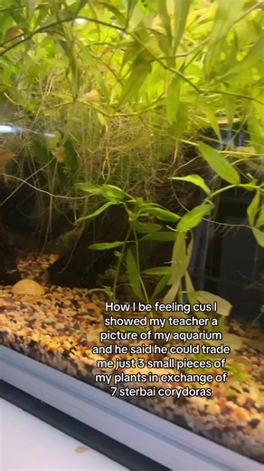 Betta Fish Exchange with My Teacher