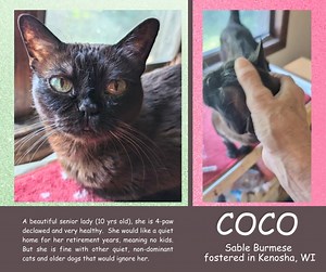 3K views · 93 reactions |  ADOPTED  癩Coco癩 COCO is a lovely SABLE...