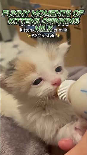 Funny Kittens Drinking Milk | Cute & Hilarious Moments 😂