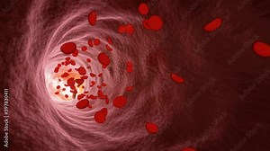 Erythrocytes in the human blood vessel model. Within the blood vessels are moving red blood cells. Simulate a medical event. 3D Rendering