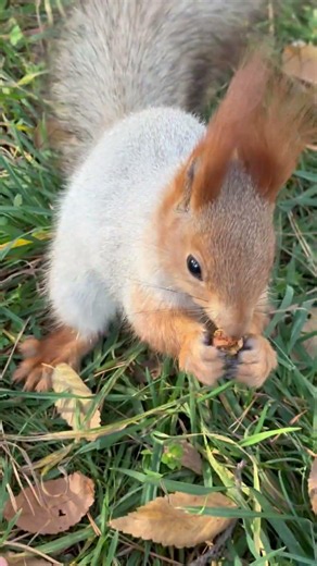 Feeding wild squirrels by hand in the village 🐿️ #shorts #wildlife #nature