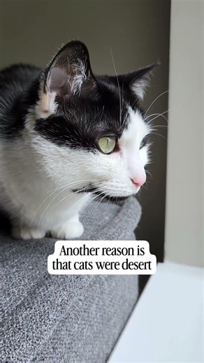 Why do cats like to look out the window all day? audio: elgatofather #cats #catfacts #catsofyoutube