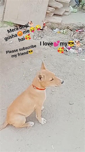 #funny#comedy😜viral karo viral karo hamari📷video viral karo😜#petsfufunnymoment#mydog viral🐕📷i#l😘ve🐕😎