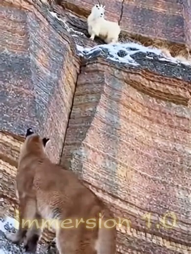 Snow Leopard Hunts Mountain Goat on Dramatic Cliff