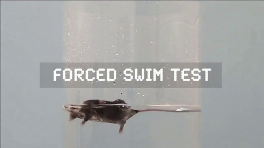 PETA TV Spot, 'Forced-Swim Test'