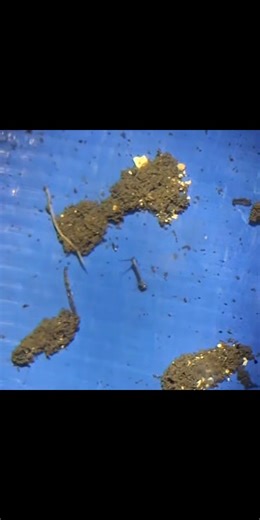 Live feeding using blood worms #reelsviralシ #reels #bloodworms #livefoods #bettafry https://youtube.com/shorts/Gs-Cw3Kh89Q?si=DJCGs8RauAvWCe4R | Fishfull Life