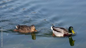 The mallard or wild duck, Anas platyrhynchos is a dabbling duck which breeds throughout the temperate and subtropical Americas, Eurasia, and North Africa. Here swimming on a lake in Munich, Germany.