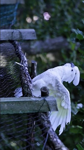 #White #Cockatoo #birds #wildlife