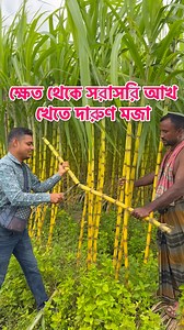 335K views · 6K reactions | ক্ষেত থেকে সরাসরি আখ খেতে দারুণ মজা | Village Tour | Facebook