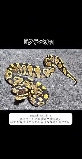 What Is the Secret Behind the Ball Python With a Yellow Belly?