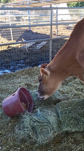 Christie Beene on Instagram: "Meet Clara Bell....#JerseyCow #DairyFarming #CattleLife #FarmFresh #JerseyMilk SustainableFarming FarmAnimals HappyCow HomemadeDairy MilkProduction NaturalGoodness CowsOfInstagram FarmLife PastureRaised SmallFarm CreamyGoodness JerseyBreed CowLovers RuralLiving AnimalCare"