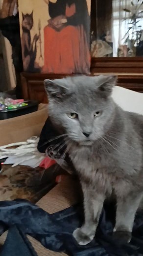 My cat was stray I think he doesn't like my word 🤣🤣 | Rose Clark