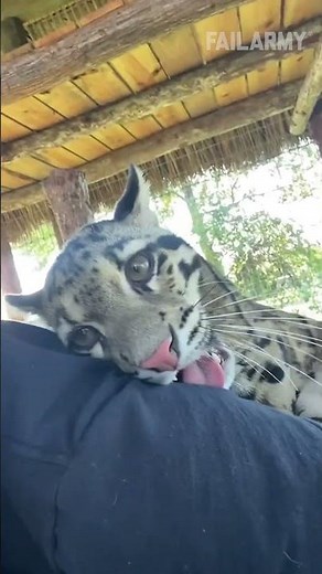 Play stupid games, win stupid prizes! 🐱