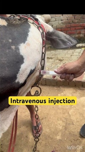 Intravenous injection