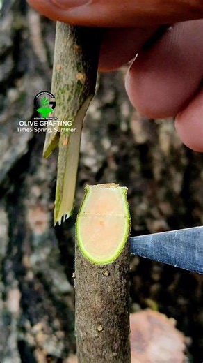 Grafting method of olive tree in spring #oliveoilforhair