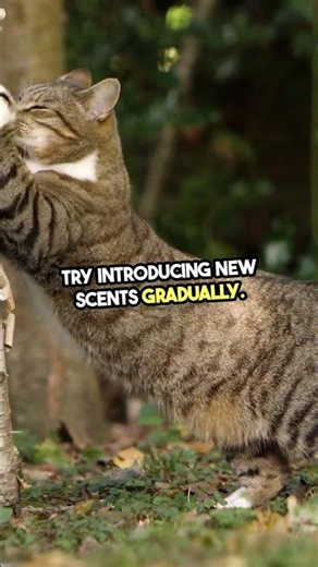 Cat Aggression Tips – How to End Fights Fast! #CatAggression