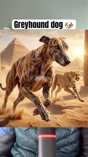 Greyhound dog 🐶 story . #shortsfeed #shorts