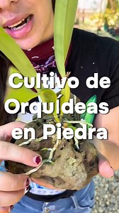 36K views · 1K reactions | Cultivo de ORquídea Cattleya en PIEDRA #Cultivo #orquidea #piedra | CorpOrquídea | Facebook