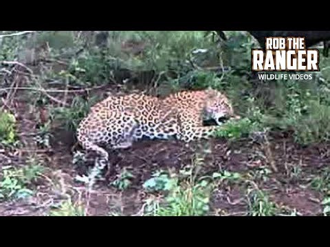 Leopard feeding, direct upload