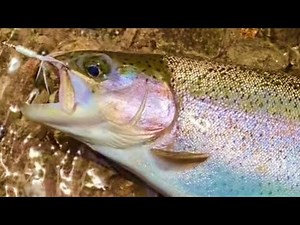 Letting spinners go with the flow. Toccoa River Trout Fishing.