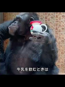 このチンパンジーは優れた模倣能力と生活スキルを持っている#科学解説#動物
