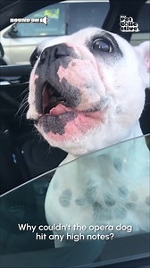 412K views · 4K reactions | Phantom of the Paw-pera!  | The Pet Collective | Facebook