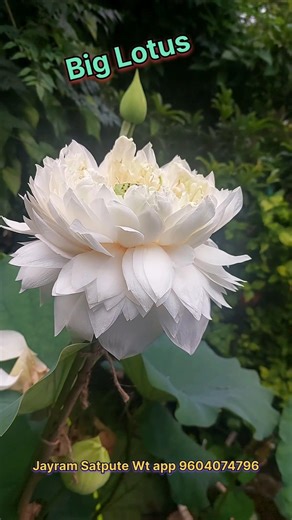 Big white colour lotus from our #home #lotus and #waterlily #garden #terracegardenindia #viral
