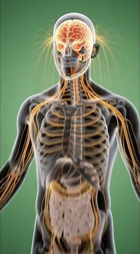 How the Human Brain Works 🧠 | 3D Scientific Animation #Shorts #3danimation science