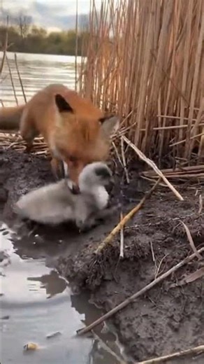 Edge of the Reed: Fox and Swan Rescue #Wildlife #Documentary #Nature