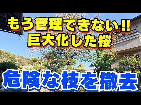 [Urgent!] Heavy pruning of overgrown cherry trees, walnut trees, and Japanese zelkova trees in Ok...