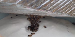 ‘I always wanted to do it:’ Anchorage man raises bees on rooftop