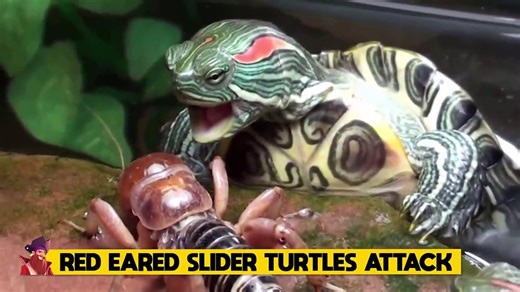 15 Epic Hunting Moments Of Turtles And Other Reptiles