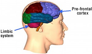 20-21 WK 12: Red Ribbon Brain and Addiction/ Juul