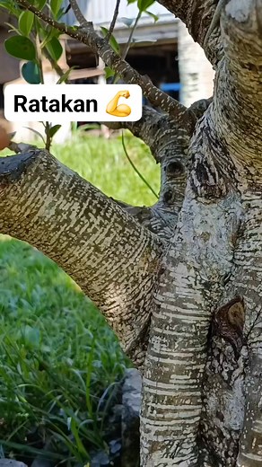 847 reactions · 107 comments | Ratakan  #fikusMicrocarpa #bonsaitree #fyp | Karimun Java | Facebook